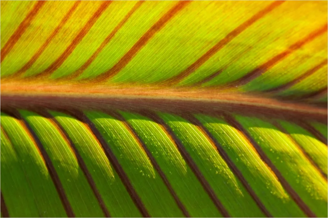 Detail Feder Makro Nahaufnahme Struktur Number 19