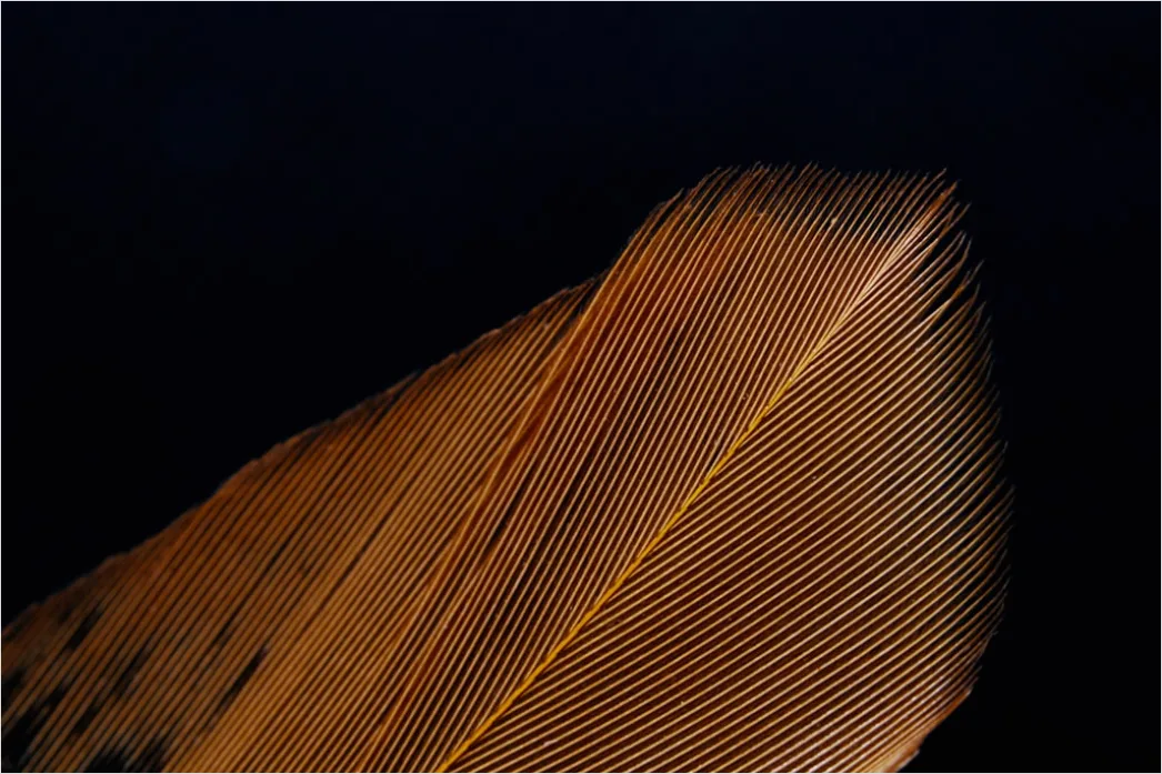 Detail Feder Makro Nahaufnahme Struktur Number 20