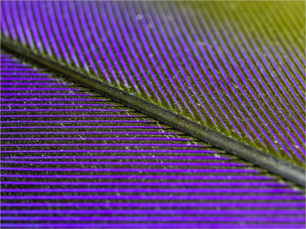 Detail Feder Makro Nahaufnahme Struktur Number 4