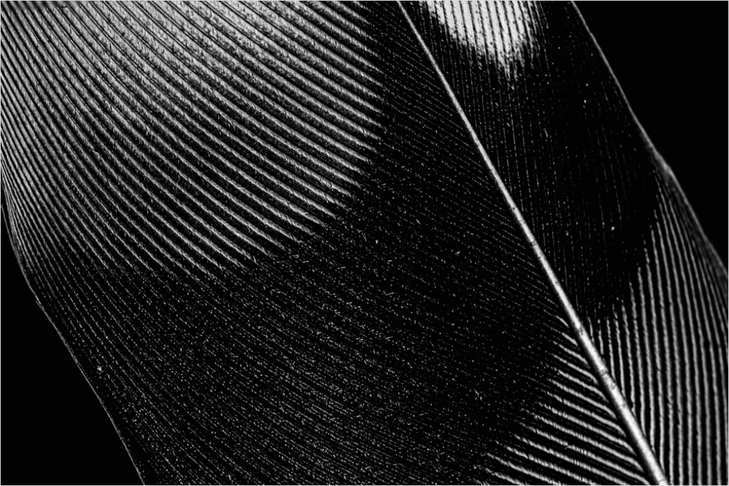 Detail Feder Makro Nahaufnahme Struktur Number 6