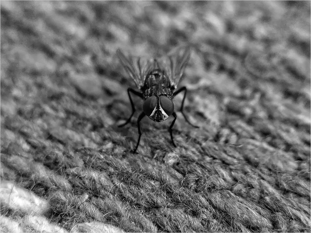 Detail Fliege Makro Nahaufnahme Augen Detail Number 12