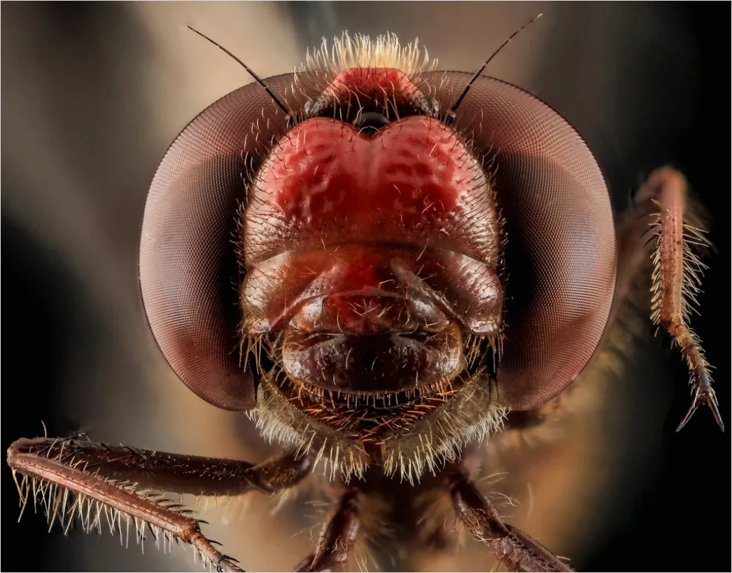 Detail Fliege Makro Nahaufnahme Augen Detail Number 17