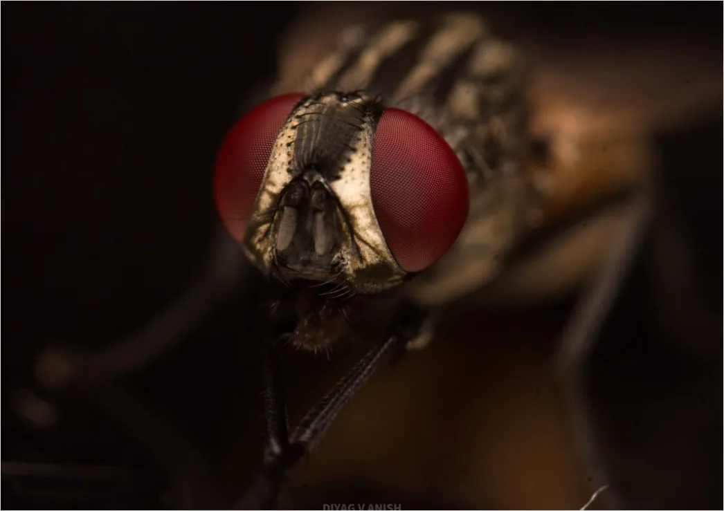 Detail Fliege Makro Nahaufnahme Augen Detail Number 18