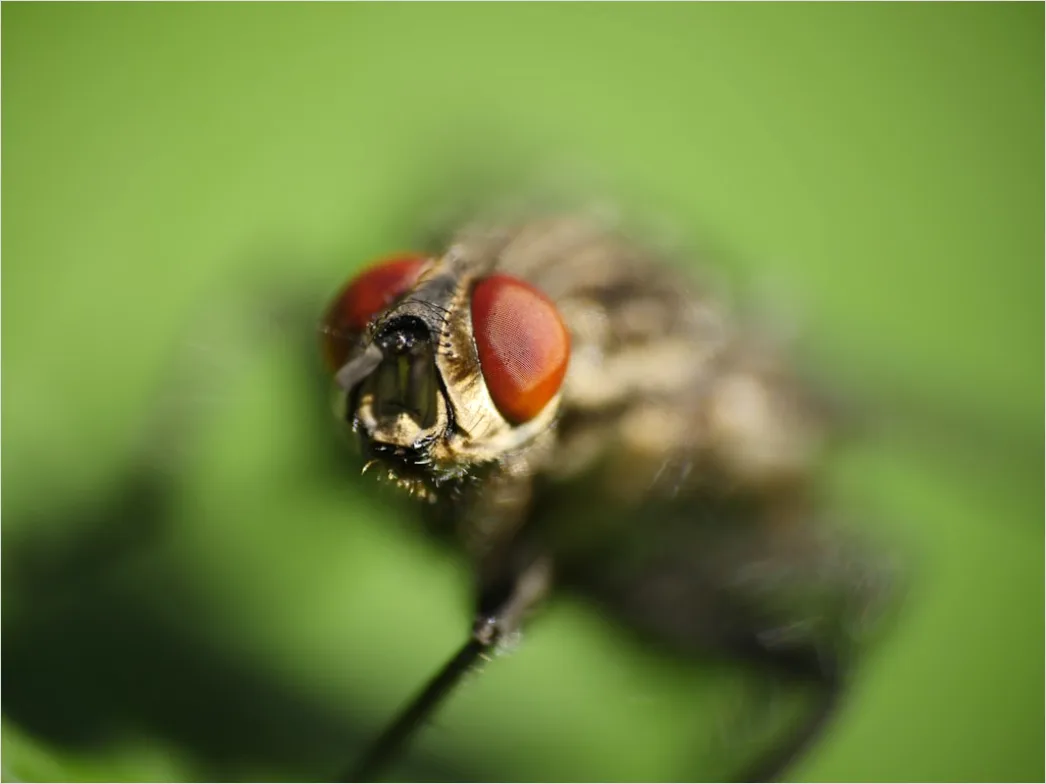 Detail Fliege Makro Nahaufnahme Augen Detail Number 6