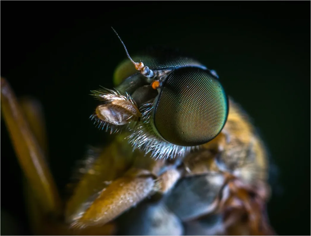 Detail Fliege Makro Nahaufnahme Augen Detail Number 7