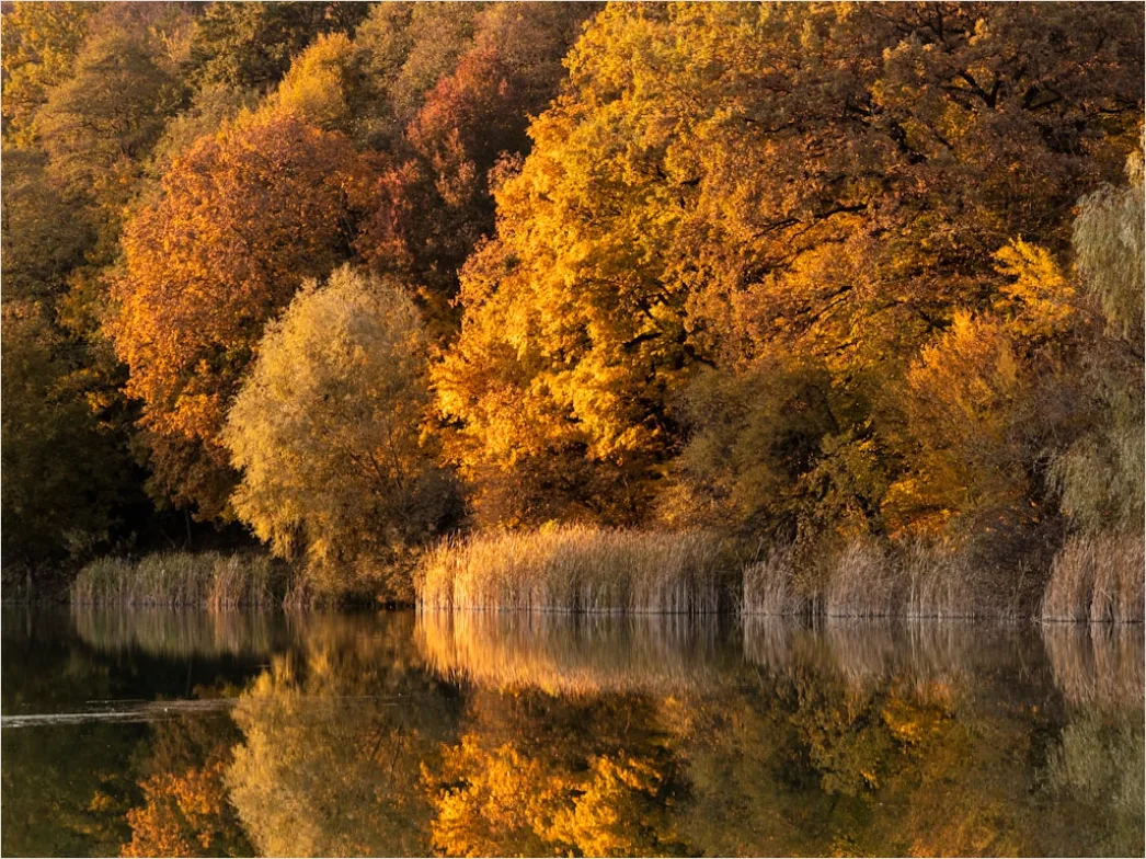 Detail Fluss Herbst Spiegelung Bäume Bunt Number 20
