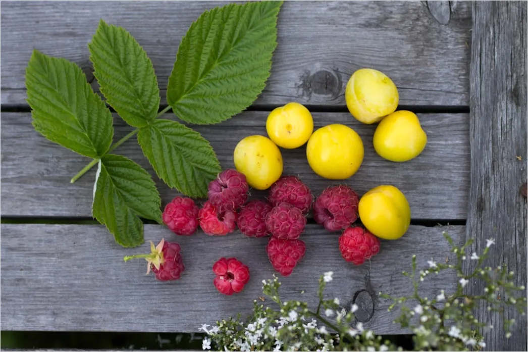 Detail Food Flatlay Sommer Obst Bunt Draufsicht Number 14