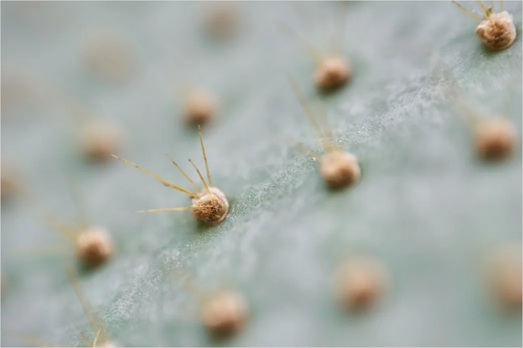 Detail Freckle Sommersprossen Makro Nahaufnahme Number 11