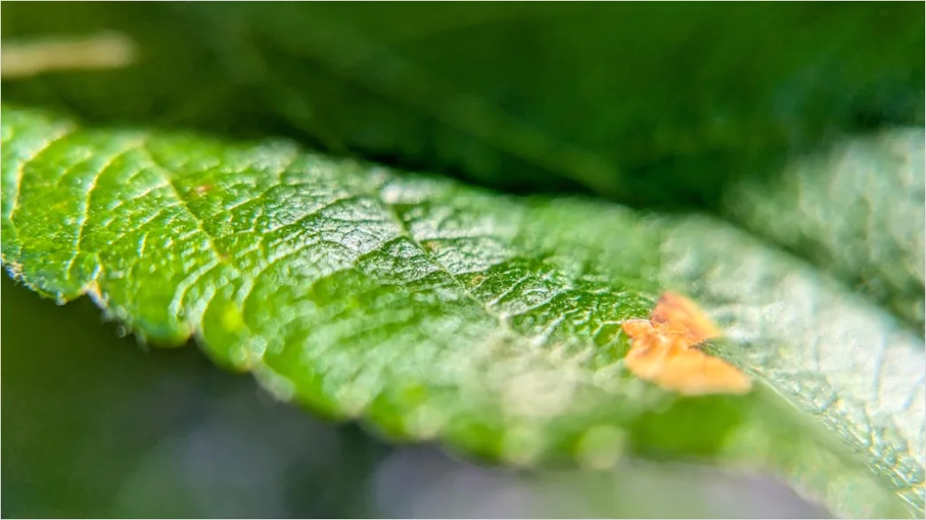 Detail Freckle Sommersprossen Makro Nahaufnahme Number 13