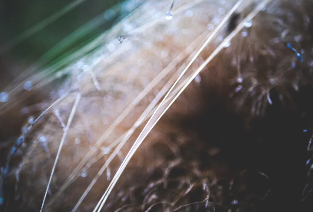 Detail Freckle Sommersprossen Makro Nahaufnahme Number 20