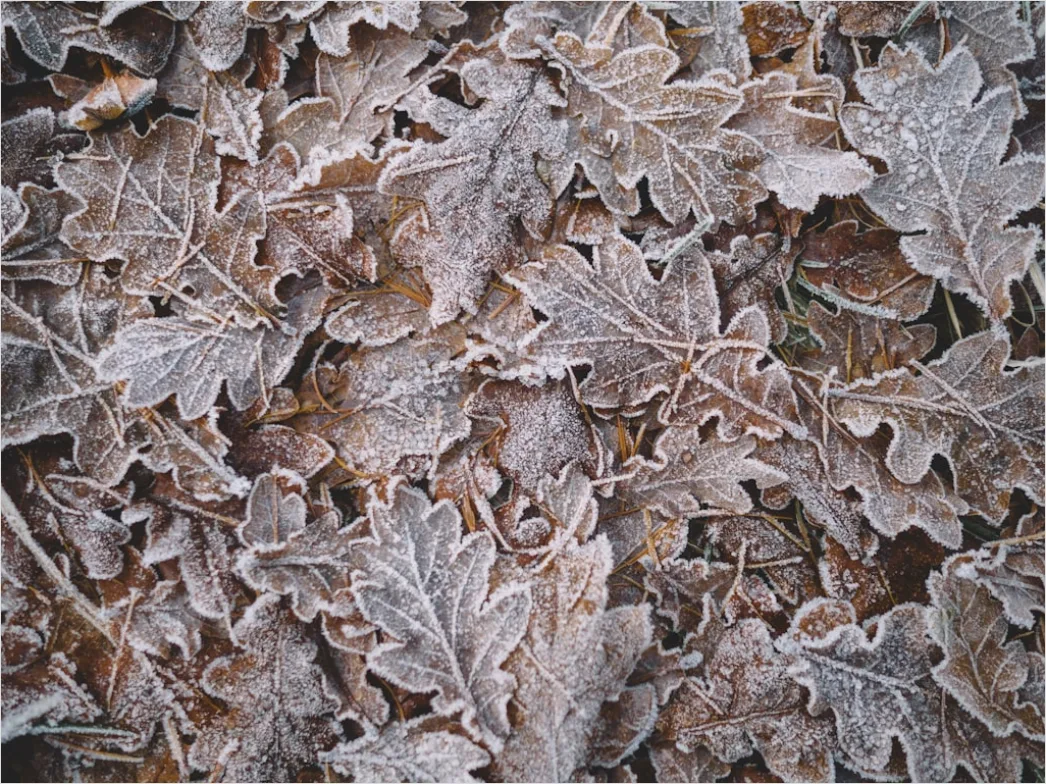 Frost Auf Blatt Makro Nahaufnahme F362