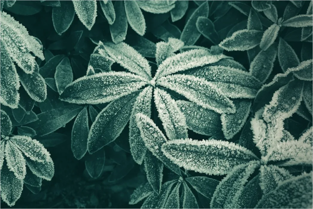 Detail Frost Auf Blatt Makro Nahaufnahme Number 2