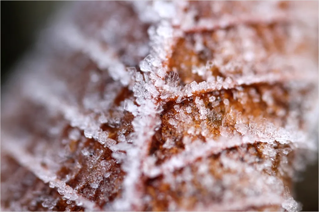 Detail Frost Auf Blatt Makro Nahaufnahme Number 11