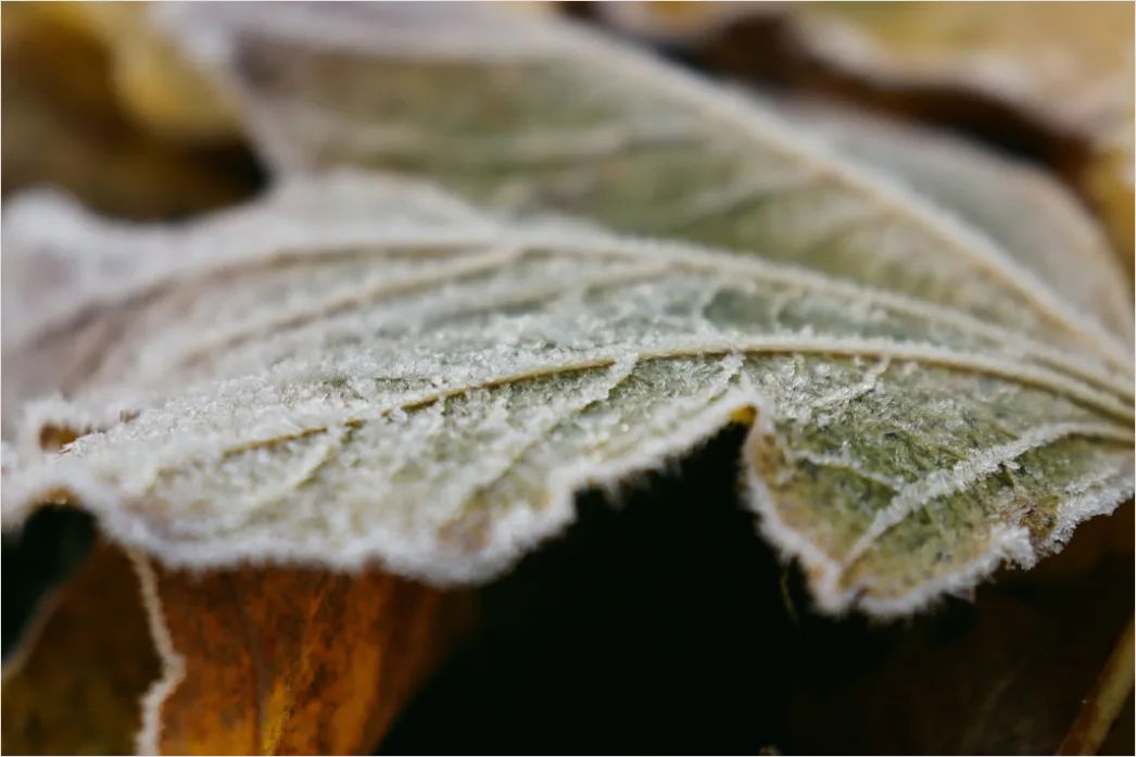 Detail Frost Auf Blatt Makro Nahaufnahme Number 12
