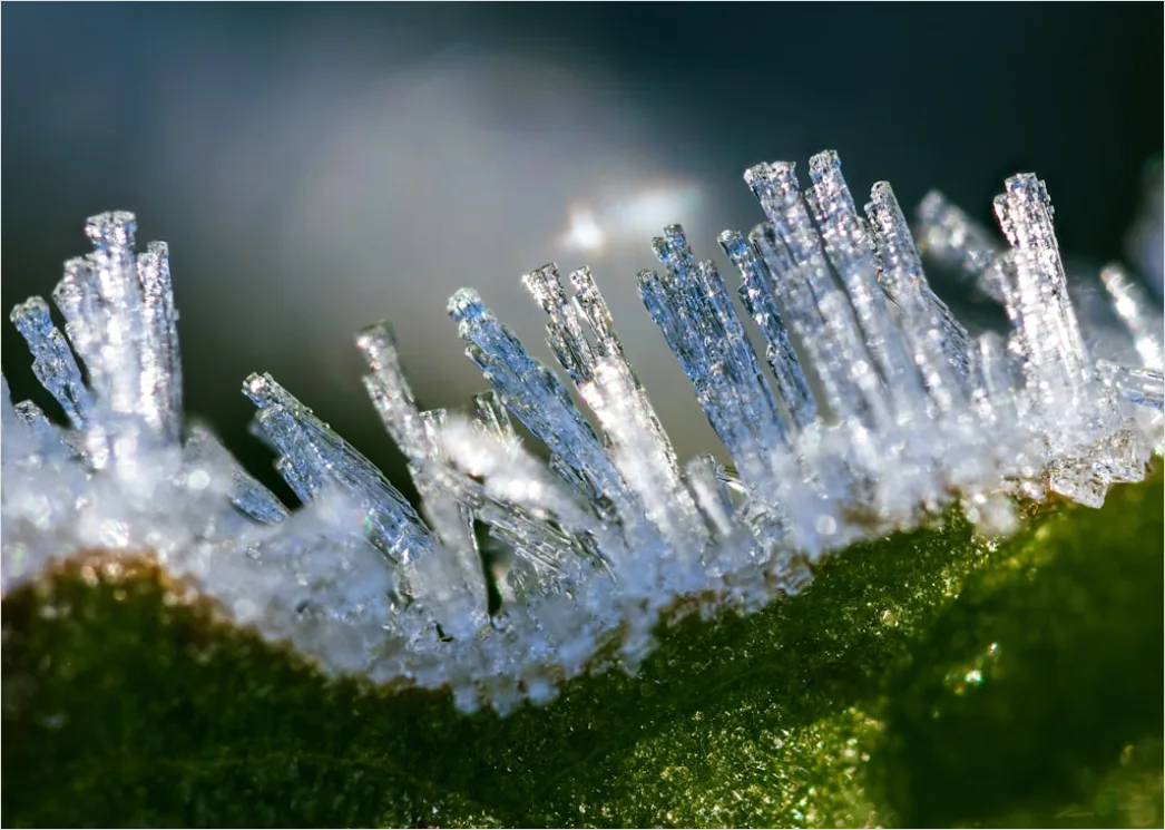Detail Frost Auf Blatt Makro Nahaufnahme Number 13