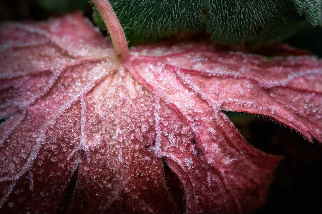 Detail Frost Auf Blatt Makro Nahaufnahme Number 14