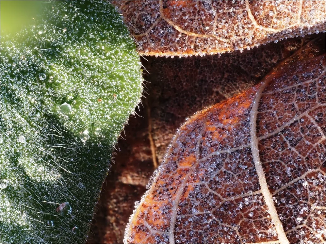 Detail Frost Auf Blatt Makro Nahaufnahme Number 15