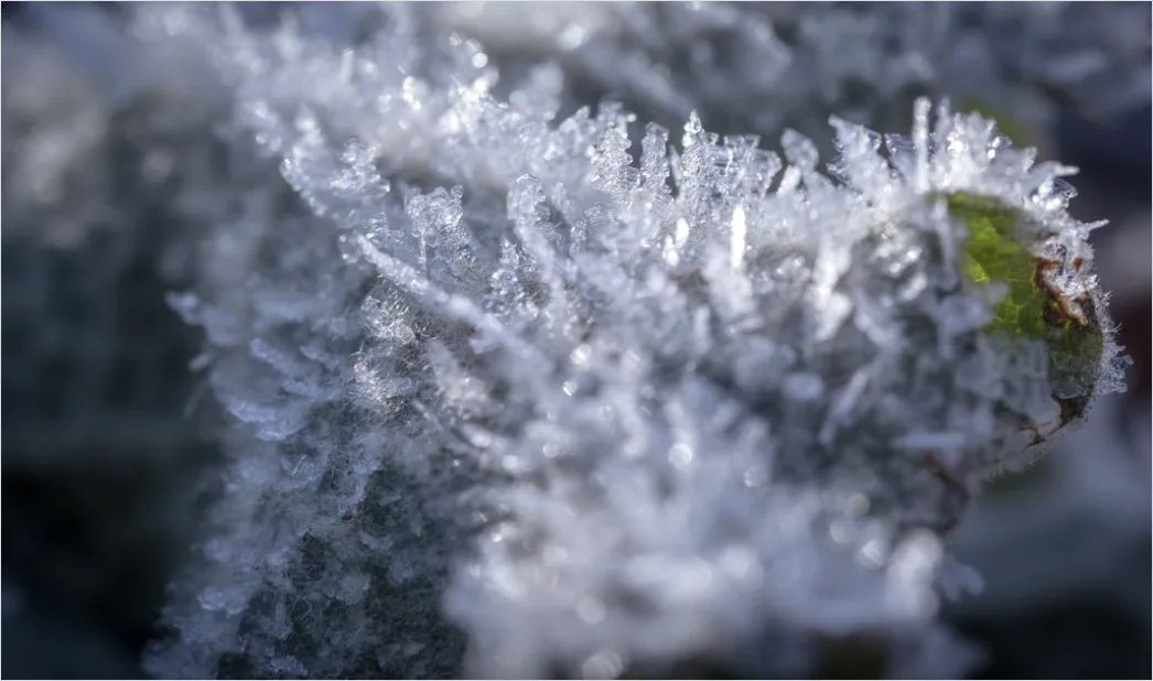 Detail Frost Auf Blatt Makro Nahaufnahme Number 16