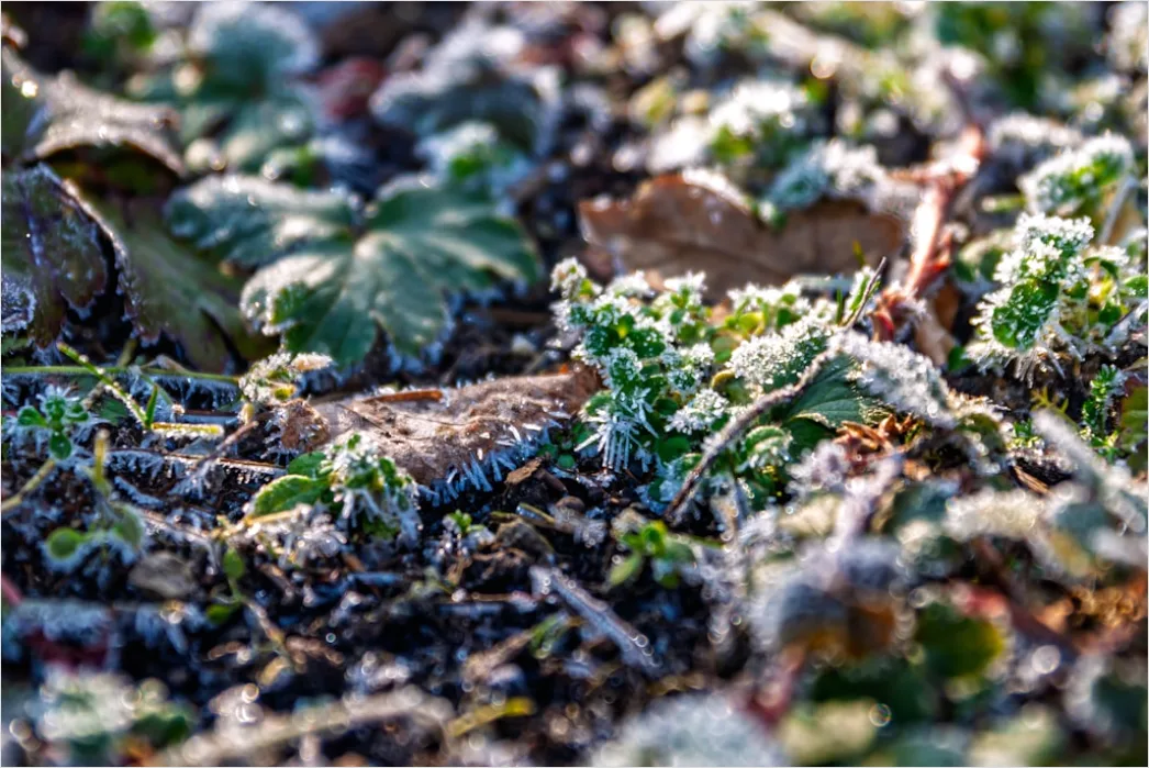 Detail Frost Auf Blatt Makro Nahaufnahme Number 18