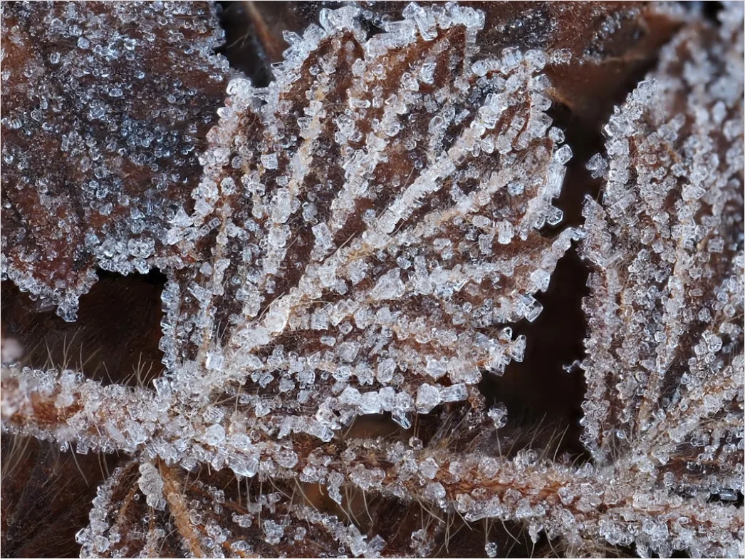 Detail Frost Auf Blatt Makro Nahaufnahme Number 19