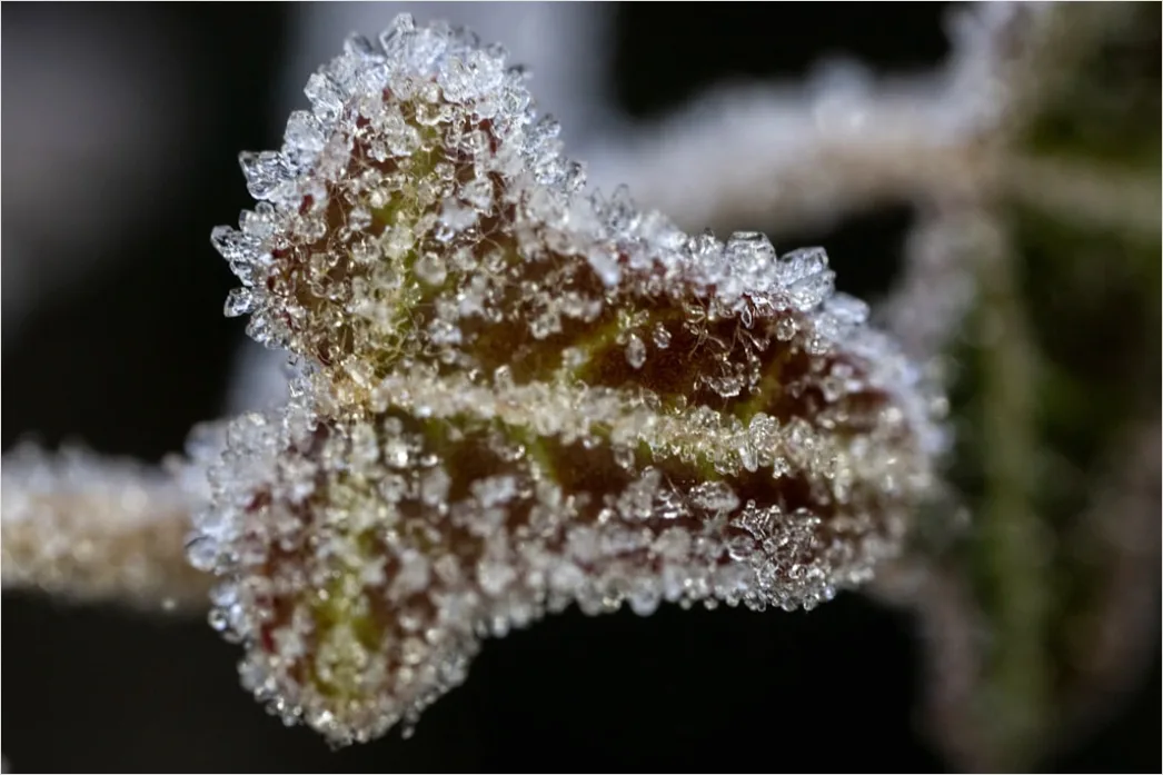 Detail Frost Auf Blatt Makro Nahaufnahme Number 20