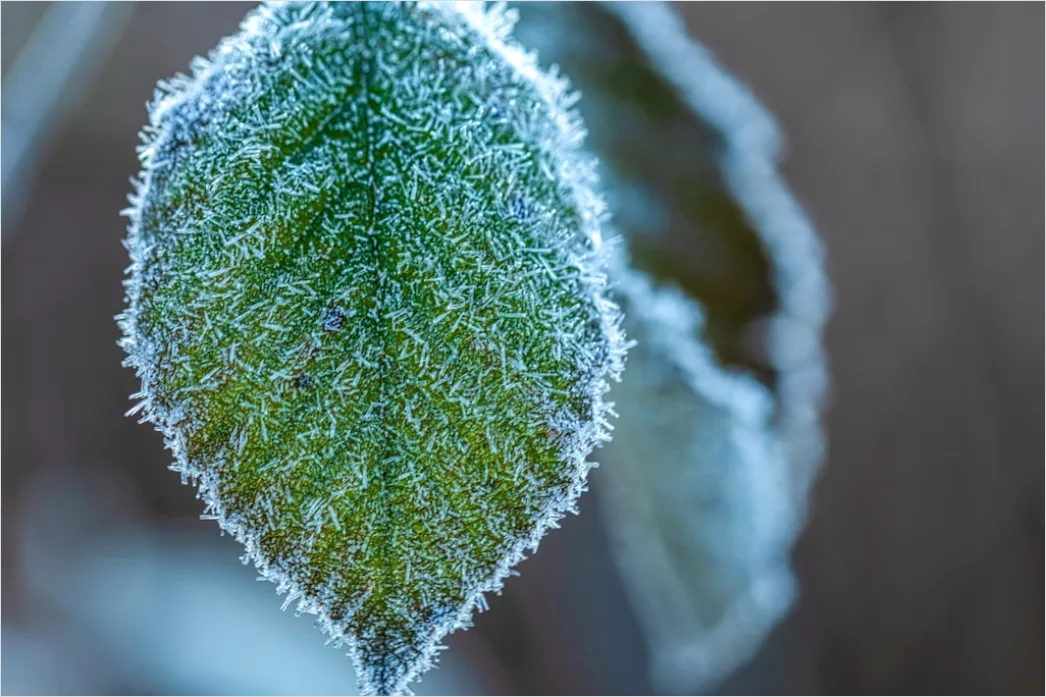 Detail Frost Auf Blatt Makro Nahaufnahme Number 3