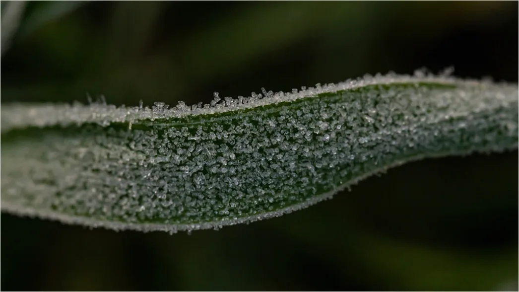 Detail Frost Auf Blatt Makro Nahaufnahme Number 4