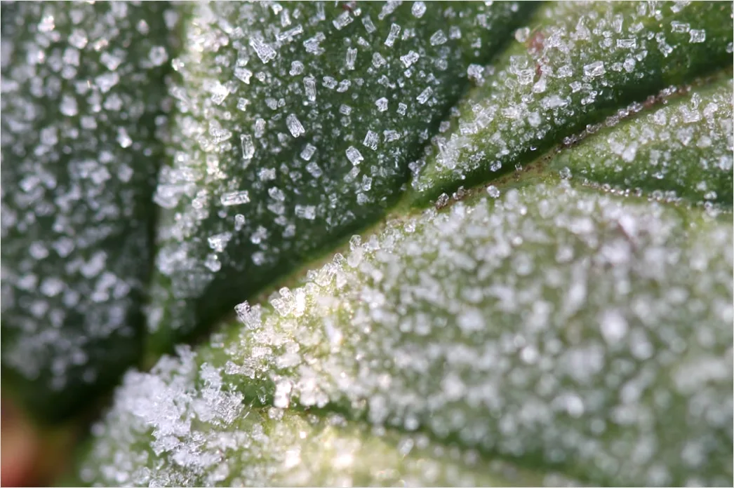 Detail Frost Auf Blatt Makro Nahaufnahme Number 5