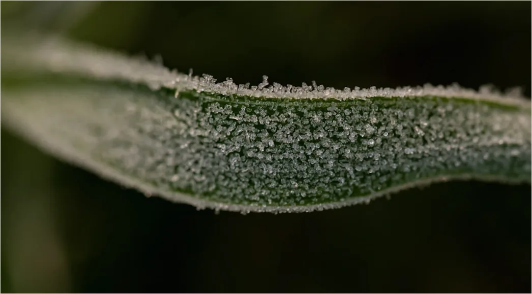 Detail Frost Auf Blatt Makro Nahaufnahme Number 6