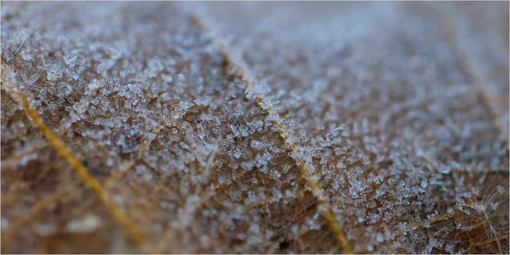 Detail Frost Auf Blatt Makro Nahaufnahme Number 7