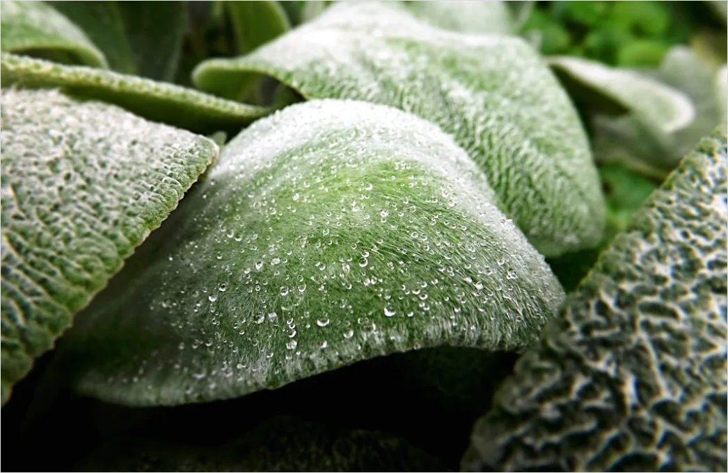 Detail Frost Auf Blatt Makro Nahaufnahme Number 8