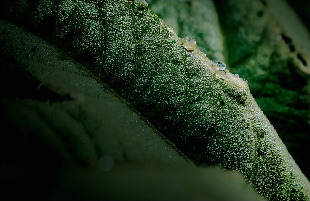 Detail Frost Auf Blatt Makro Nahaufnahme Number 9