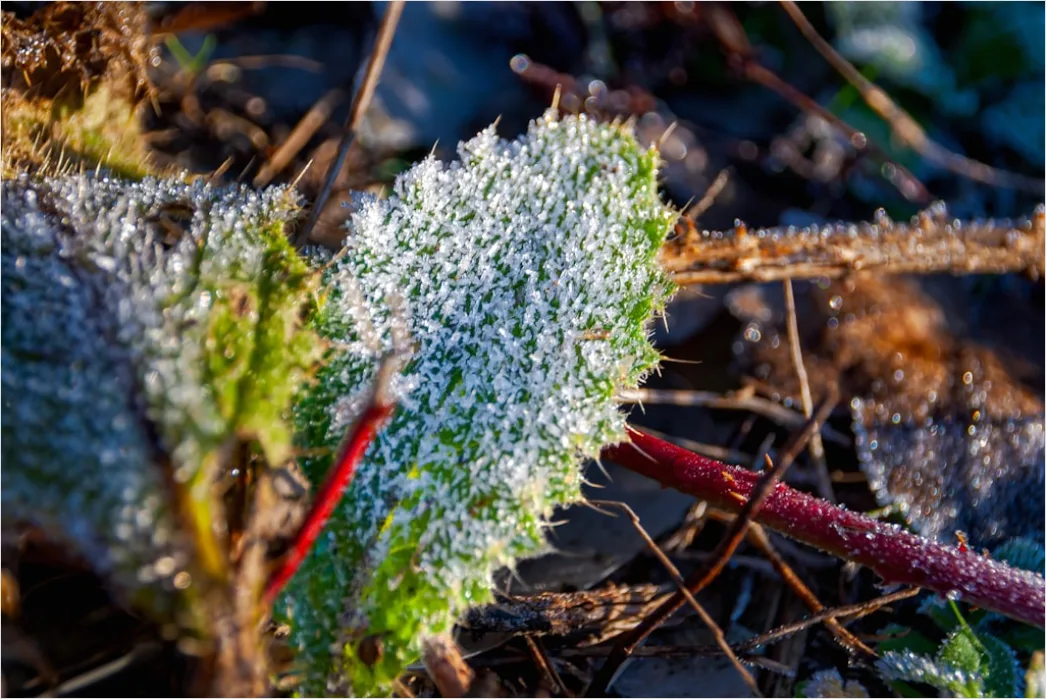 Detail Frost Auf Blatt Makro Nahaufnahme Number 10