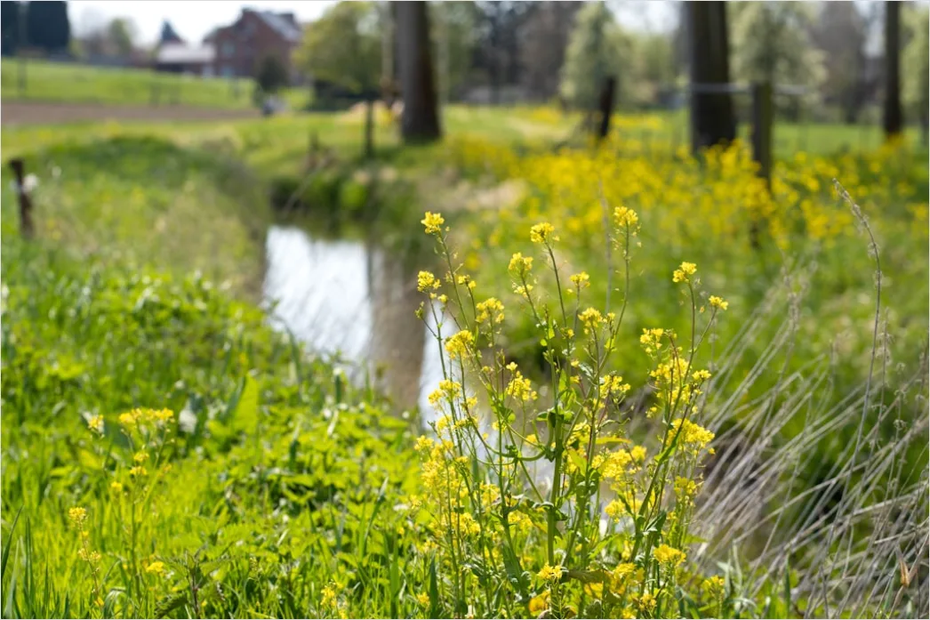 Detail Frühling Bach Wasser Blüten Number 2