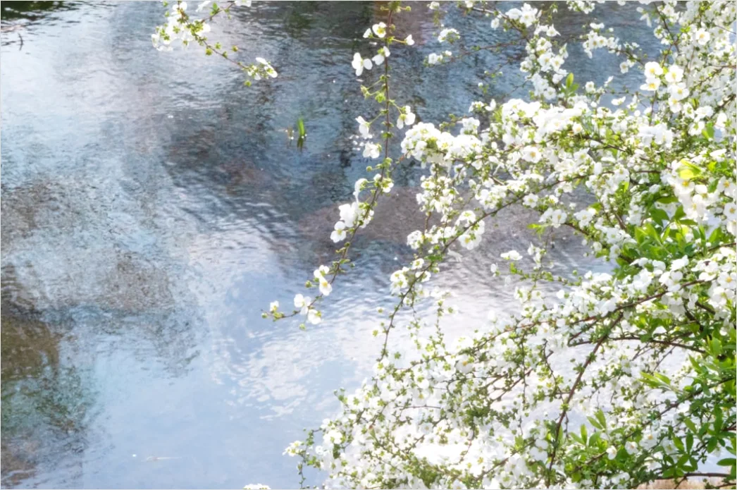 Detail Frühling Bach Wasser Blüten Number 11