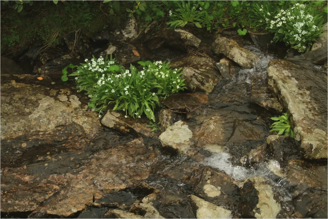 Detail Frühling Bach Wasser Blüten Number 12