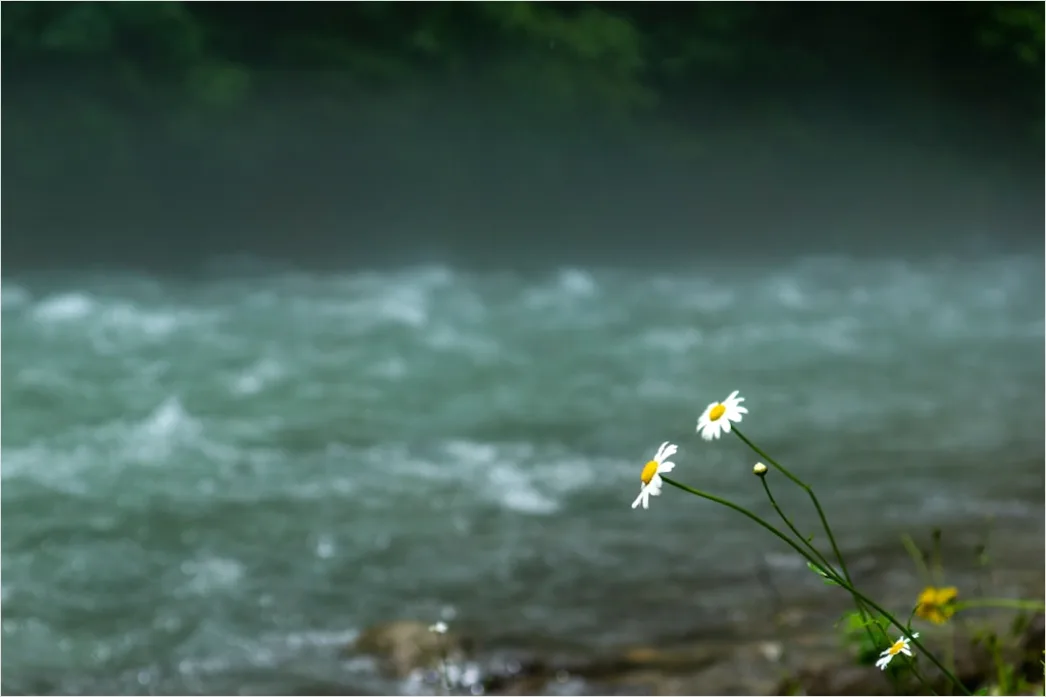 Detail Frühling Bach Wasser Blüten Number 13