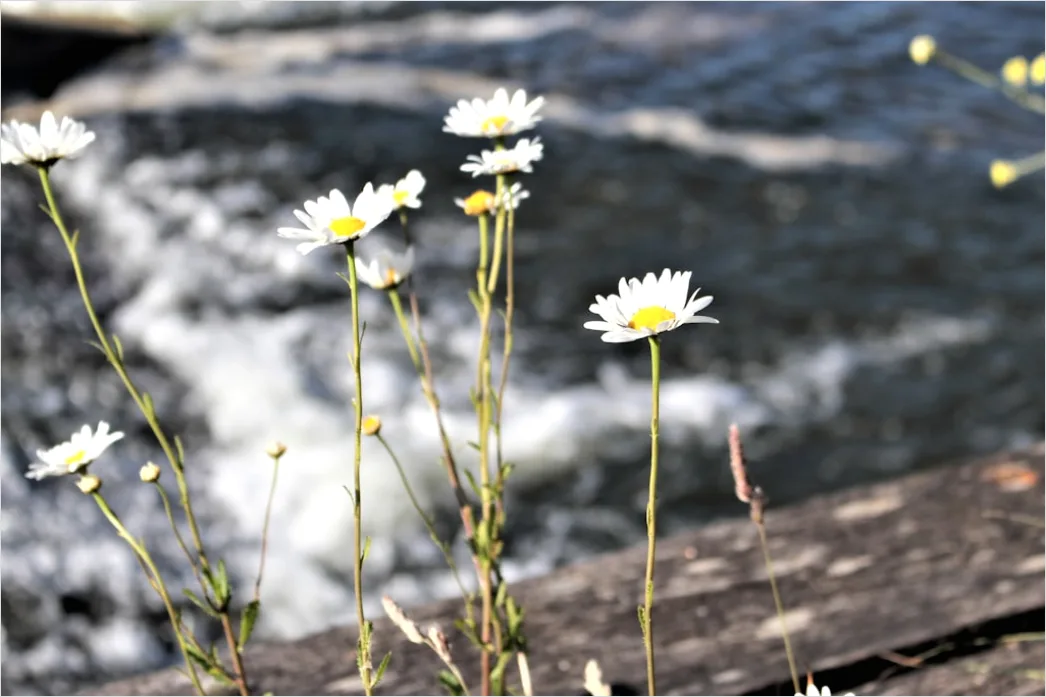 Detail Frühling Bach Wasser Blüten Number 15
