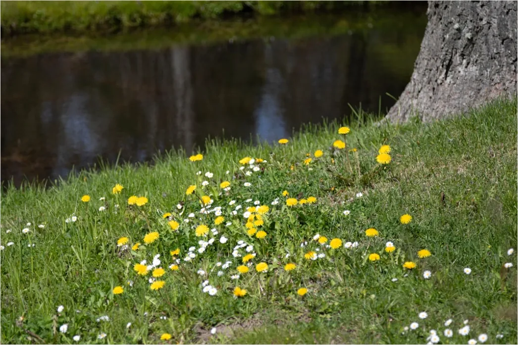 Detail Frühling Bach Wasser Blüten Number 16