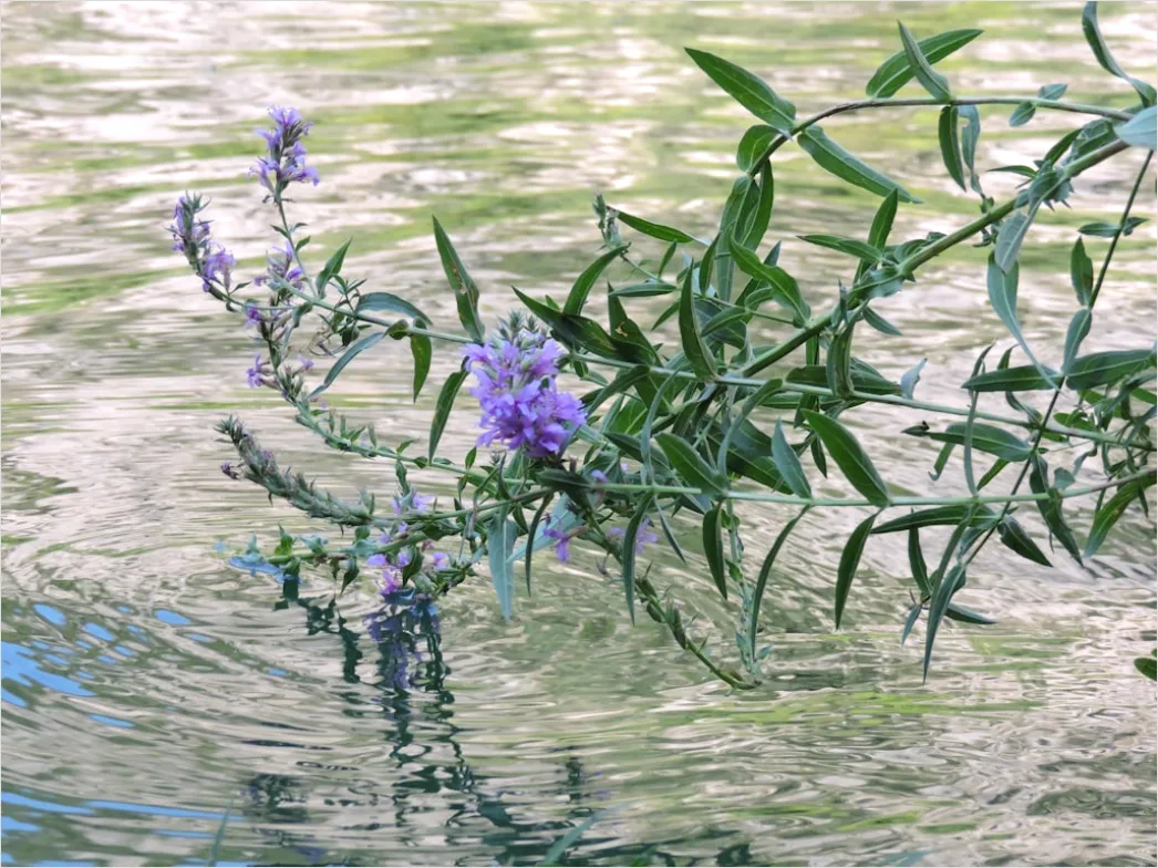 Detail Frühling Bach Wasser Blüten Number 17