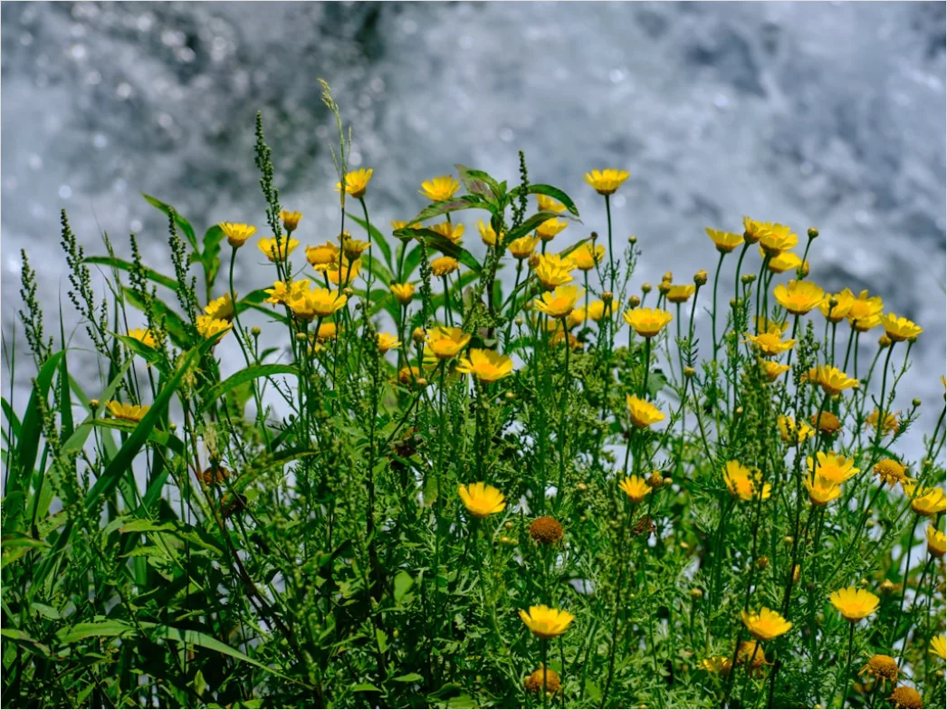 Detail Frühling Bach Wasser Blüten Number 19