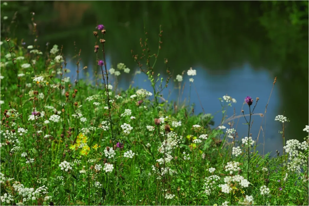 Detail Frühling Bach Wasser Blüten Number 20