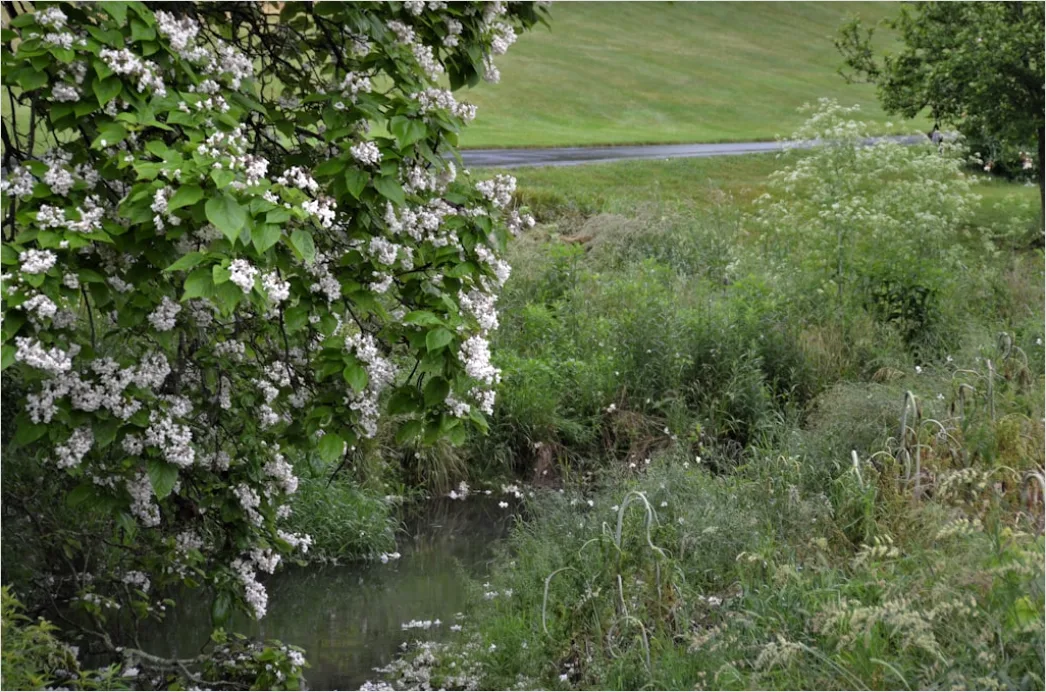 Detail Frühling Bach Wasser Blüten Number 3