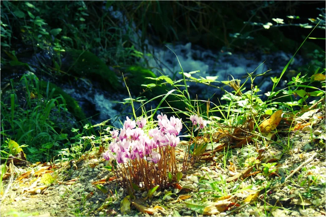 Detail Frühling Bach Wasser Blüten Number 4