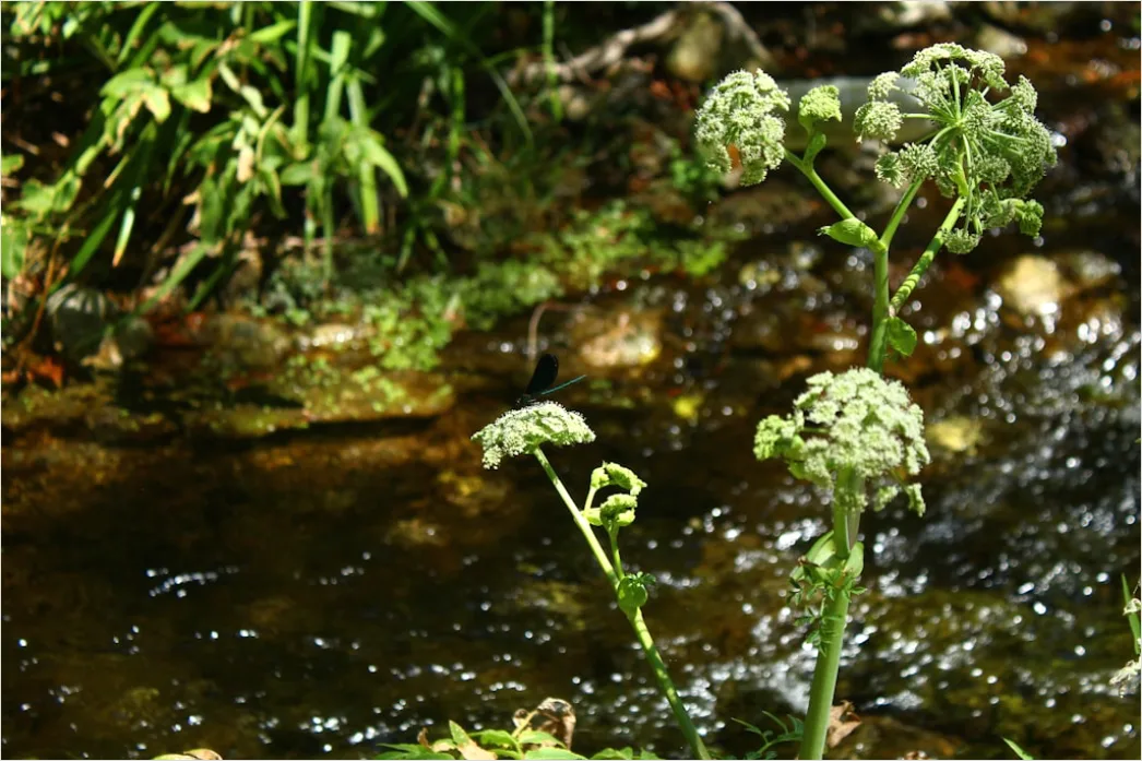 Detail Frühling Bach Wasser Blüten Number 6