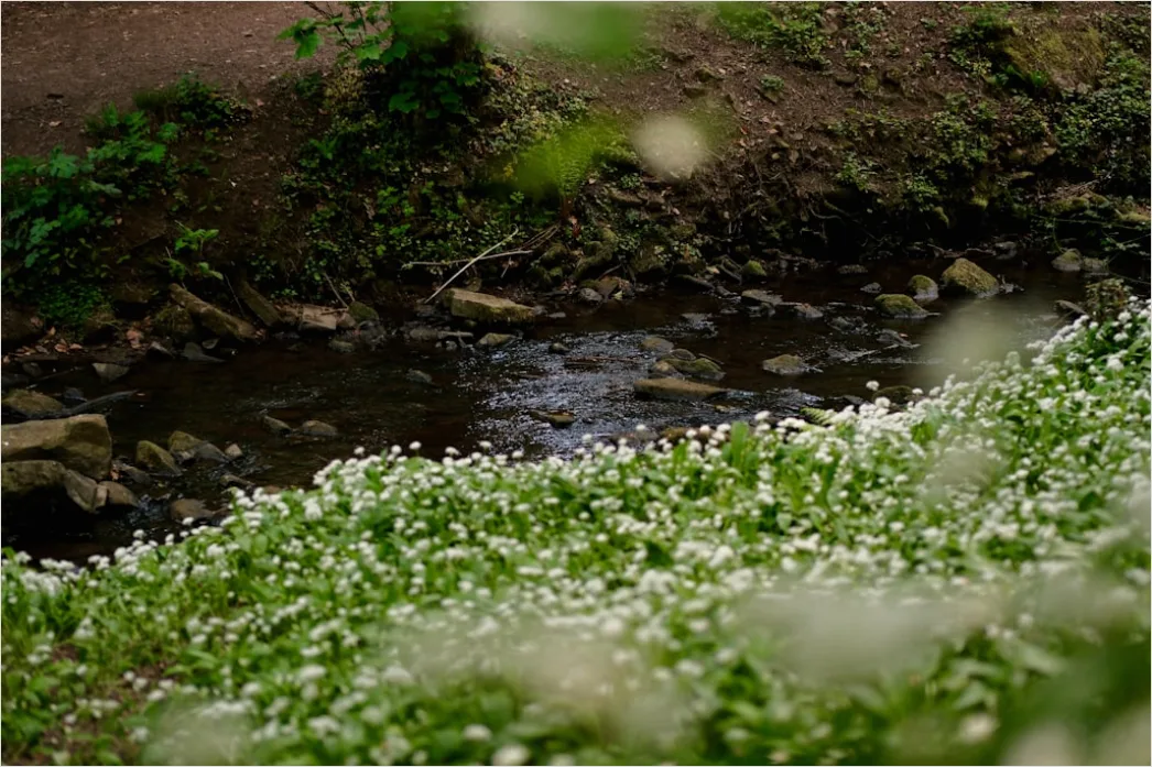 Detail Frühling Bach Wasser Blüten Number 7
