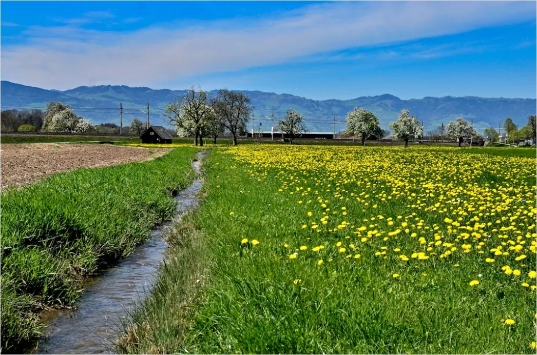Detail Frühling Bach Wasser Blüten Number 8