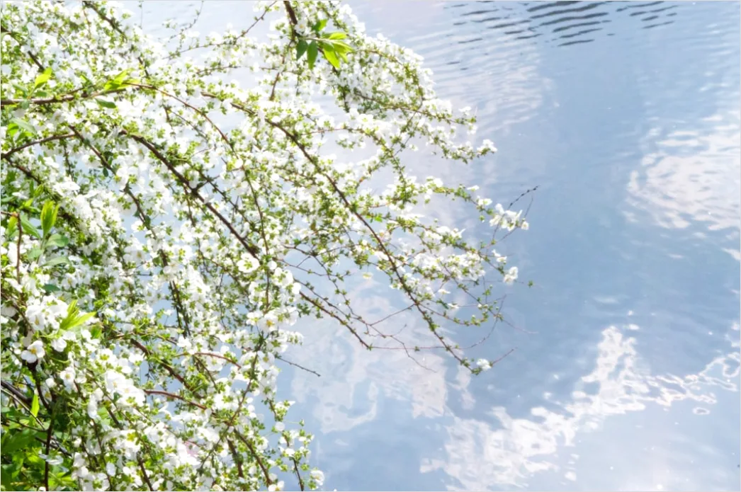 Detail Frühling Bach Wasser Blüten Number 9