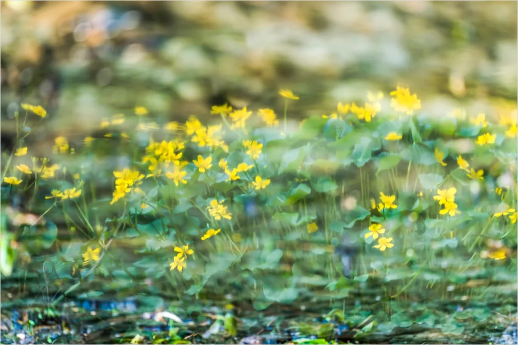 Detail Frühling Bach Wasser Blüten Number 10