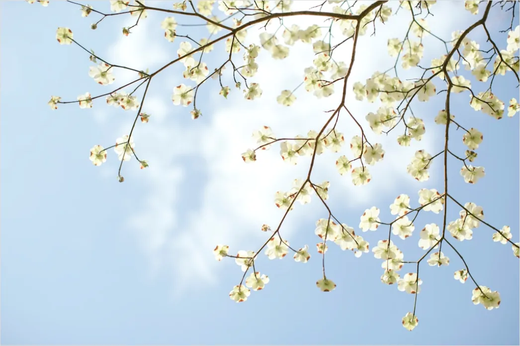 Fruehling Blueten Baum Nahaufnahme 8709